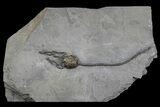 Silurian Cystoid (Caryocrinites) - New York #175623-1
